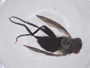  (Chaetostigmoptera Malaise4450 - CBG-A67145-D04)  @11 [ ] CreativeCommons - Attribution Share - Alike (2025) Centre for Biodiversity Genomics Centre for Biodiversity Genomics