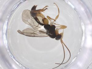  ( - CBG-A67146-F11)  @11 [ ] CreativeCommons - Attribution Share - Alike (2025) Centre for Biodiversity Genomics Centre for Biodiversity Genomics