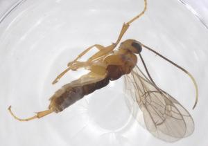  ( - CBG-A67146-H10)  @11 [ ] CreativeCommons - Attribution Share - Alike (2025) Centre for Biodiversity Genomics Centre for Biodiversity Genomics