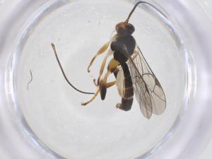  ( - CBG-A67153-D02)  @11 [ ] CreativeCommons - Attribution Share - Alike (2025) Centre for Biodiversity Genomics Centre for Biodiversity Genomics