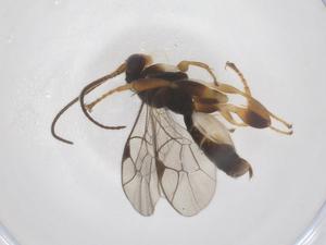  ( - CBG-A67156-D02)  @11 [ ] CreativeCommons - Attribution Share - Alike (2025) Centre for Biodiversity Genomics Centre for Biodiversity Genomics