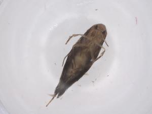  ( - CBG-A67163-C09)  @11 [ ] CreativeCommons - Attribution Share - Alike (2025) Centre for Biodiversity Genomics Centre for Biodiversity Genomics