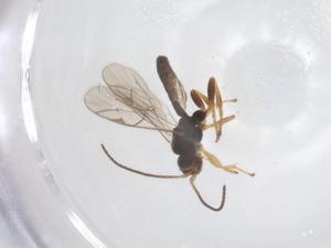  ( - CBG-A67259-G08)  @11 [ ] CreativeCommons - Attribution Share - Alike (2025) Centre for Biodiversity Genomics Centre for Biodiversity Genomics