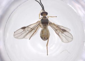  ( - CBG-A67260-H09)  @11 [ ] CreativeCommons - Attribution Share - Alike (2025) Centre for Biodiversity Genomics Centre for Biodiversity Genomics