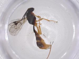  ( - CBG-A67261-F10)  @11 [ ] CreativeCommons - Attribution Share - Alike (2025) Centre for Biodiversity Genomics Centre for Biodiversity Genomics