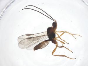  ( - CBG-A67643-D01)  @11 [ ] CreativeCommons - Attribution Share - Alike (2025) Centre for Biodiversity Genomics Centre for Biodiversity Genomics