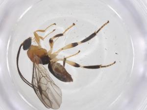  ( - CBG-A67645-D02)  @11 [ ] CreativeCommons - Attribution Share - Alike (2025) Centre for Biodiversity Genomics Centre for Biodiversity Genomics