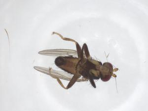  ( - CBG-A67646-G10)  @11 [ ] CreativeCommons - Attribution Share - Alike (2025) Centre for Biodiversity Genomics Centre for Biodiversity Genomics