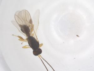  ( - CBG-A67648-A10)  @11 [ ] CreativeCommons - Attribution Share - Alike (2025) Centre for Biodiversity Genomics Centre for Biodiversity Genomics