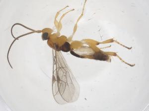  ( - CBG-A67655-A03)  @11 [ ] CreativeCommons - Attribution Share - Alike (2025) Centre for Biodiversity Genomics Centre for Biodiversity Genomics