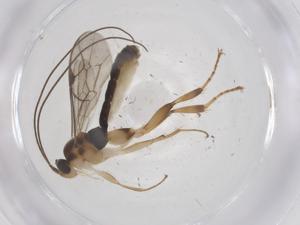  ( - CBG-A67658-C09)  @11 [ ] CreativeCommons - Attribution Share - Alike (2025) Centre for Biodiversity Genomics Centre for Biodiversity Genomics