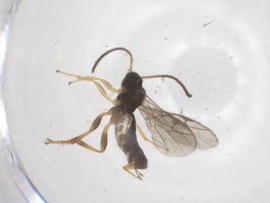  ( - CBG-A67658-G07)  @11 [ ] CreativeCommons - Attribution Share - Alike (2025) Centre for Biodiversity Genomics Centre for Biodiversity Genomics