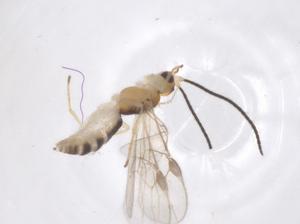  ( - CBG-A67671-H10)  @11 [ ] CreativeCommons - Attribution Share - Alike (2025) Centre for Biodiversity Genomics Centre for Biodiversity Genomics