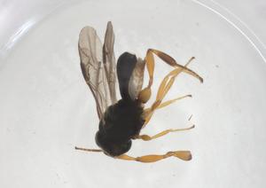  ( - CBG-A67681-A02)  @11 [ ] CreativeCommons - Attribution Share - Alike (2025) Centre for Biodiversity Genomics Centre for Biodiversity Genomics