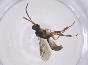  ( - CBG-A67757-C08)  @11 [ ] CreativeCommons - Attribution Share - Alike (2025) Centre for Biodiversity Genomics Centre for Biodiversity Genomics