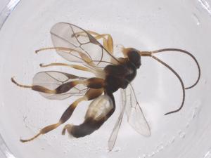  ( - CBG-A67781-G07)  @11 [ ] CreativeCommons - Attribution Share - Alike (2025) Centre for Biodiversity Genomics Centre for Biodiversity Genomics