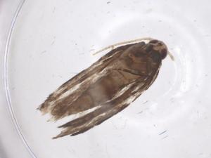  ( - CBG-A67781-H11)  @11 [ ] CreativeCommons - Attribution Share - Alike (2025) Centre for Biodiversity Genomics Centre for Biodiversity Genomics