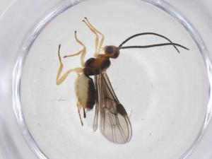  (Bracon Malaise9850 - CBG-A67782-E05)  @11 [ ] CreativeCommons - Attribution Share - Alike (2025) Centre for Biodiversity Genomics Centre for Biodiversity Genomics