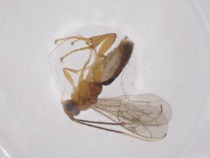  ( - CBG-A67783-B09)  @11 [ ] CreativeCommons - Attribution Share - Alike (2025) Centre for Biodiversity Genomics Centre for Biodiversity Genomics