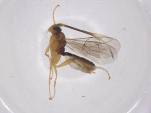  ( - CBG-A67783-C03)  @11 [ ] CreativeCommons - Attribution Share - Alike (2025) Centre for Biodiversity Genomics Centre for Biodiversity Genomics