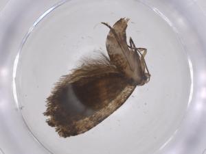  (tortMalaise01 Malaise3444 - CBG-A67783-D05)  @11 [ ] CreativeCommons - Attribution Share - Alike (2025) Centre for Biodiversity Genomics Centre for Biodiversity Genomics