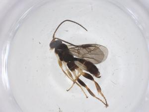  ( - CBG-A67790-C03)  @11 [ ] CreativeCommons - Attribution Share - Alike (2025) Centre for Biodiversity Genomics Centre for Biodiversity Genomics