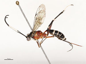  ( - CBG-A67803-A06)  @11 [ ] CreativeCommons - Attribution Share - Alike (2025) CBG Photography Group Centre for Biodiversity Genomics