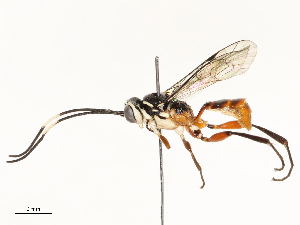  ( - CBG-A67804-E05)  @11 [ ] CreativeCommons - Attribution Share - Alike (2025) CBG Photography Group Centre for Biodiversity Genomics