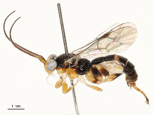  ( - CBG-A67804-F09)  @11 [ ] CreativeCommons - Attribution Share - Alike (2025) CBG Photography Group Centre for Biodiversity Genomics