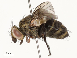  ( - CBG-A67804-H07)  @11 [ ] CreativeCommons - Attribution Share - Alike (2025) CBG Photography Group Centre for Biodiversity Genomics