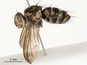  ( - CBG-A67805-A04)  @11 [ ] CreativeCommons - Attribution Share - Alike (2025) CBG Photography Group Centre for Biodiversity Genomics