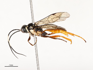  ( - CBG-A67817-A01)  @11 [ ] CreativeCommons - Attribution Share - Alike (2025) CBG Photography Group Centre for Biodiversity Genomics