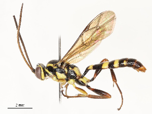  (Barichneumon Malaise1969 - CBG-A67817-E02)  @11 [ ] CreativeCommons - Attribution Share - Alike (2025) CBG Photography Group Centre for Biodiversity Genomics