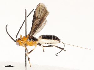  ( - CBG-A67817-E07)  @11 [ ] CreativeCommons - Attribution Share - Alike (2025) CBG Photography Group Centre for Biodiversity Genomics