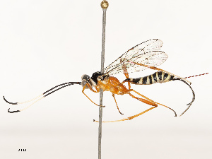  ( - CBG-A67821-F04)  @11 [ ] CreativeCommons - Attribution Share - Alike (2025) CBG Photography Group Centre for Biodiversity Genomics