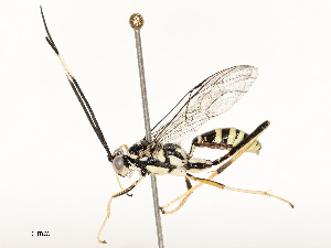  (cryptJanzen01 Malaise1774 - CBG-A67821-F05)  @11 [ ] CreativeCommons - Attribution Share - Alike (2025) CBG Photography Group Centre for Biodiversity Genomics