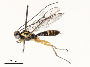 (Eruga Malaise3544 - CBG-A67821-H07)  @11 [ ] CreativeCommons - Attribution Share - Alike (2025) CBG Photography Group Centre for Biodiversity Genomics
