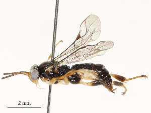  ( - CBG-A67822-D12)  @11 [ ] CreativeCommons - Attribution Share - Alike (2025) CBG Photography Group Centre for Biodiversity Genomics