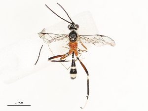  ( - CBG-A67822-E03)  @11 [ ] CreativeCommons - Attribution Share - Alike (2025) CBG Photography Group Centre for Biodiversity Genomics