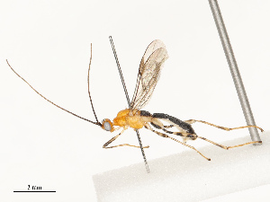  (Aleiodes Malaise3746 - CBG-A67822-E05)  @11 [ ] CreativeCommons - Attribution Share - Alike (2025) CBG Photography Group Centre for Biodiversity Genomics