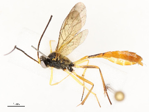  ( - CBG-A67865-B03)  @11 [ ] CreativeCommons - Attribution Share - Alike (2025) CBG Photography Group Centre for Biodiversity Genomics