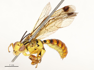  ( - CBG-A67865-F10)  @11 [ ] CreativeCommons - Attribution Share - Alike (2025) CBG Photography Group Centre for Biodiversity Genomics