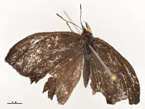  ( - CBG-A67865-G12)  @11 [ ] CreativeCommons - Attribution Share - Alike (2025) CBG Photography Group Centre for Biodiversity Genomics