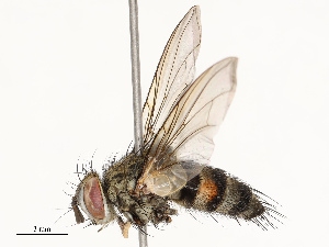  ( - CBG-A67865-H03)  @11 [ ] CreativeCommons - Attribution Share - Alike (2025) CBG Photography Group Centre for Biodiversity Genomics