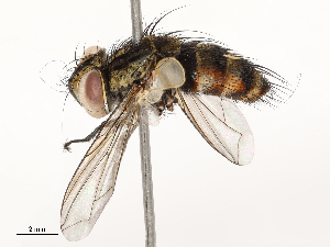  ( - CBG-A67867-B11)  @11 [ ] CreativeCommons - Attribution Share - Alike (2025) CBG Photography Group Centre for Biodiversity Genomics