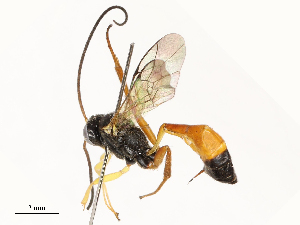  (Dusona INB-613DHJ02 - CBG-A67867-E01)  @11 [ ] CreativeCommons - Attribution Share - Alike (2025) CBG Photography Group Centre for Biodiversity Genomics