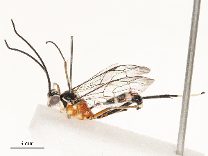  ( - CBG-A67867-E08)  @11 [ ] CreativeCommons - Attribution Share - Alike (2025) CBG Photography Group Centre for Biodiversity Genomics