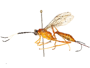  ( - CBG-A67881-F06)  @11 [ ] CreativeCommons - Attribution Share - Alike (2025) CBG Photography Group Centre for Biodiversity Genomics