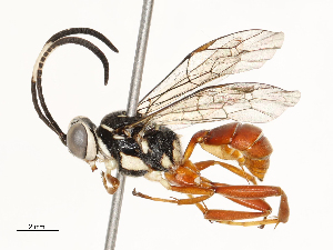  (ichneuMalaise01 Malaise0208 - CBG-A67882-H05)  @11 [ ] CreativeCommons - Attribution Share - Alike (2025) CBG Photography Group Centre for Biodiversity Genomics