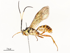  ( - CBG-A67883-D01)  @11 [ ] CreativeCommons - Attribution Share - Alike (2025) CBG Photography Group Centre for Biodiversity Genomics